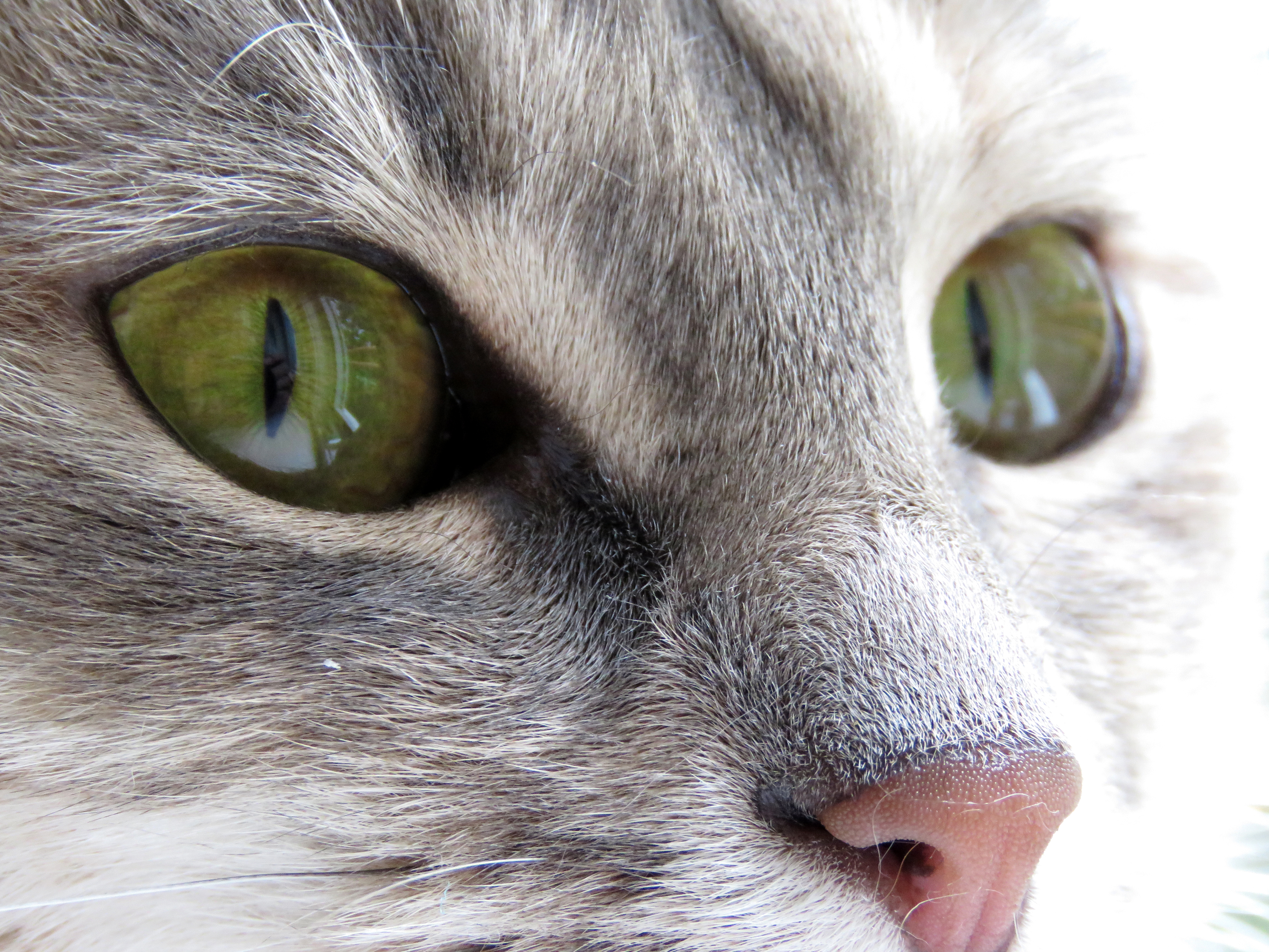 Evipe